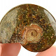 Fossil ammonite whole (23g)