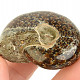 Fossil ammonite in total 38g