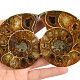 Fossilized ammonite pair from Madagascar (217g)