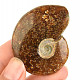 Fossil ammonite in total 39g