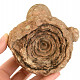 Stromatolit fosilní (Maroko) 981g