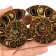 Fossil ammonite pair from Madagascar 145g