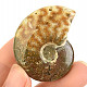 Fossil ammonite whole from Madagascar 23g
