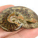 Fossil ammonite whole from Madagascar 32g
