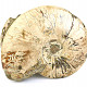 Ammonite conglomerate (Madagascar) 2903g