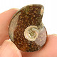 Fossil ammonite in total 8g