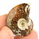 Fossil ammonite 11g in total