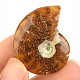 Fossil ammonite whole from Madagascar 18g