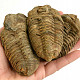 Trilobite Ellipsocephalus hoffi natural (Morocco)