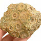 Fosilní korál z Maroka 259g