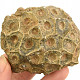 Fossil coral from Morocco 202g