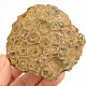 Fossil coral from Morocco 194g