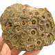 Fosilní korál z Maroka 206g