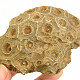 Fosilní korál z Maroka 315g