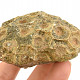 Fossil coral from Morocco 202g