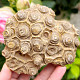 Fossilized coral from Morocco 323g