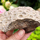 Fossilized coral from Morocco 419g