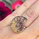 Ammonite ring with an enlarging bezel Ag 925/1000 4.8g