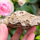 Fossilized coral from Morocco 290g