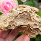 Fossilized coral from Morocco 335g