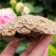 Zkamenělý korál z Maroka 409g