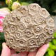 Fossilized coral from Morocco 374g