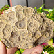 Petrified coral 392g (Morocco)