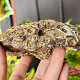 Petrified coral 508g (Morocco)