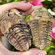 Calymene Trilobite natural (Morocco)