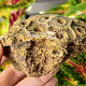 Petrified coral 383g (Morocco)