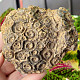 Petrified coral 254g (Morocco)