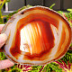 Agate polished honey slice from Brazil 114g