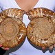 Ammonite Fossil Madagascar a few extra jumbo 20.7 cm