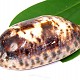 Cypraea testudinaria (Filipíny)