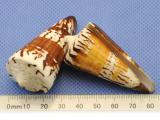 conus shells