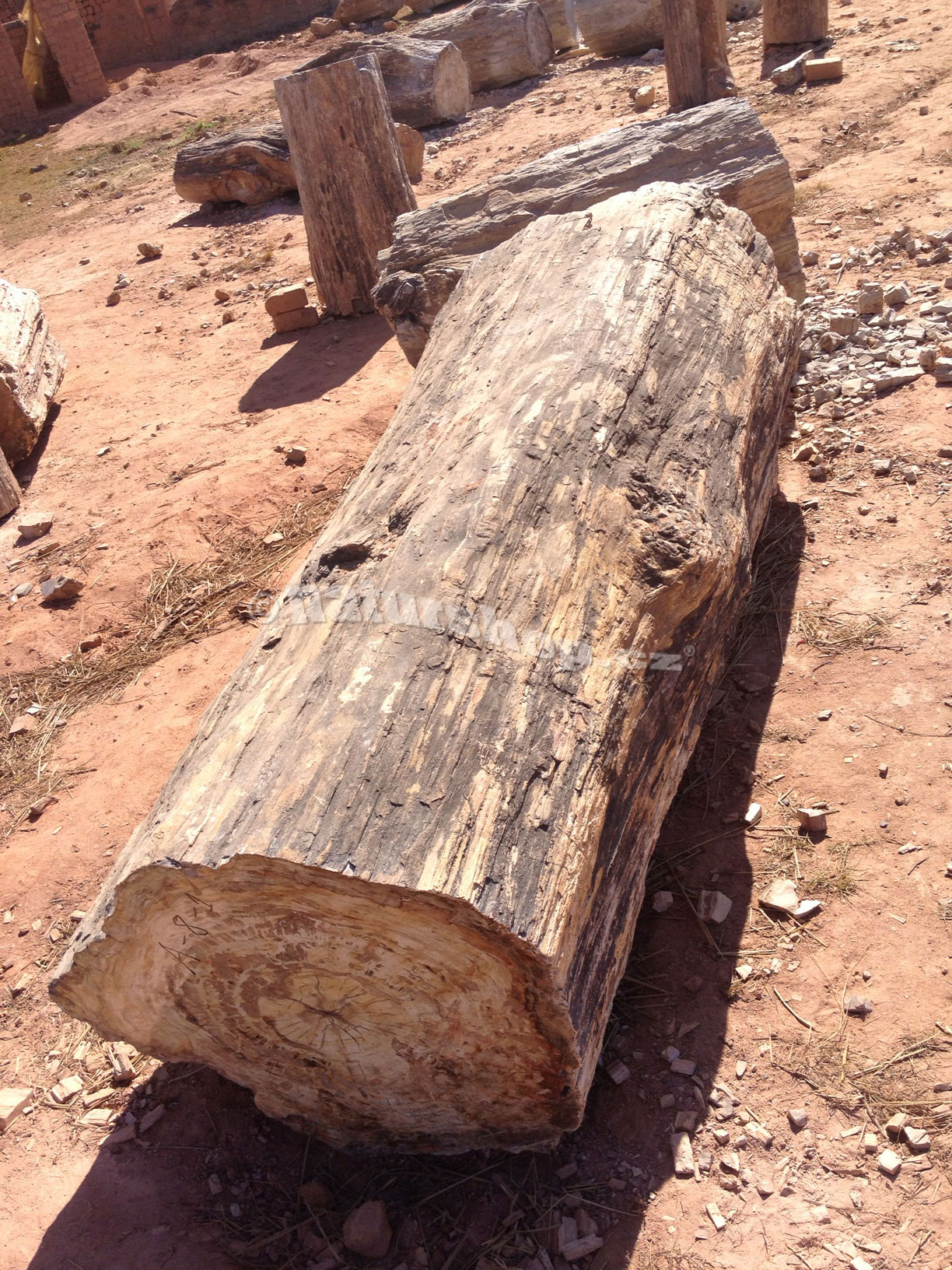 kmen zkamenělé dřevo Madagaskar