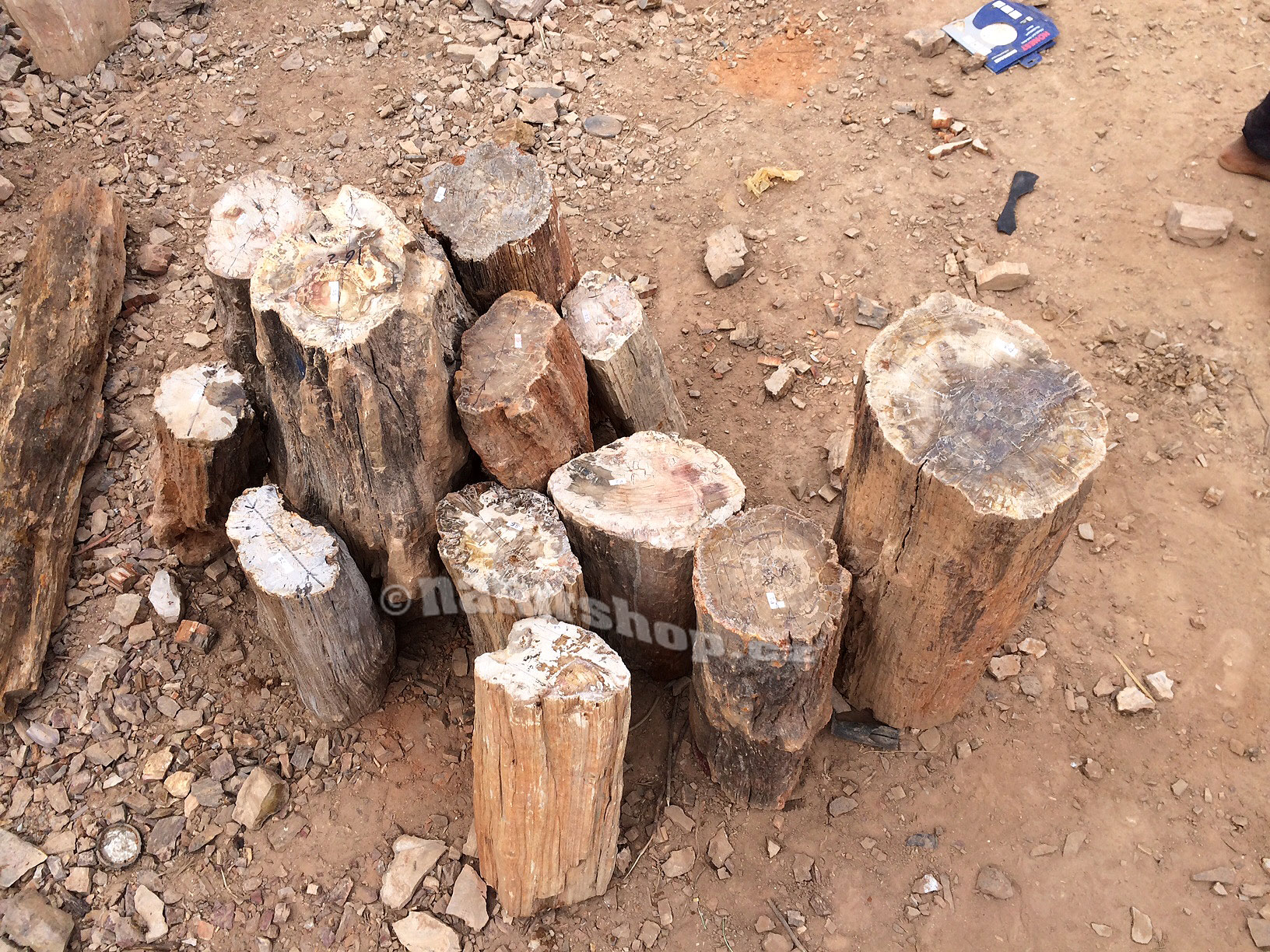 zkamenělé dřevo kmeny Madagaskar