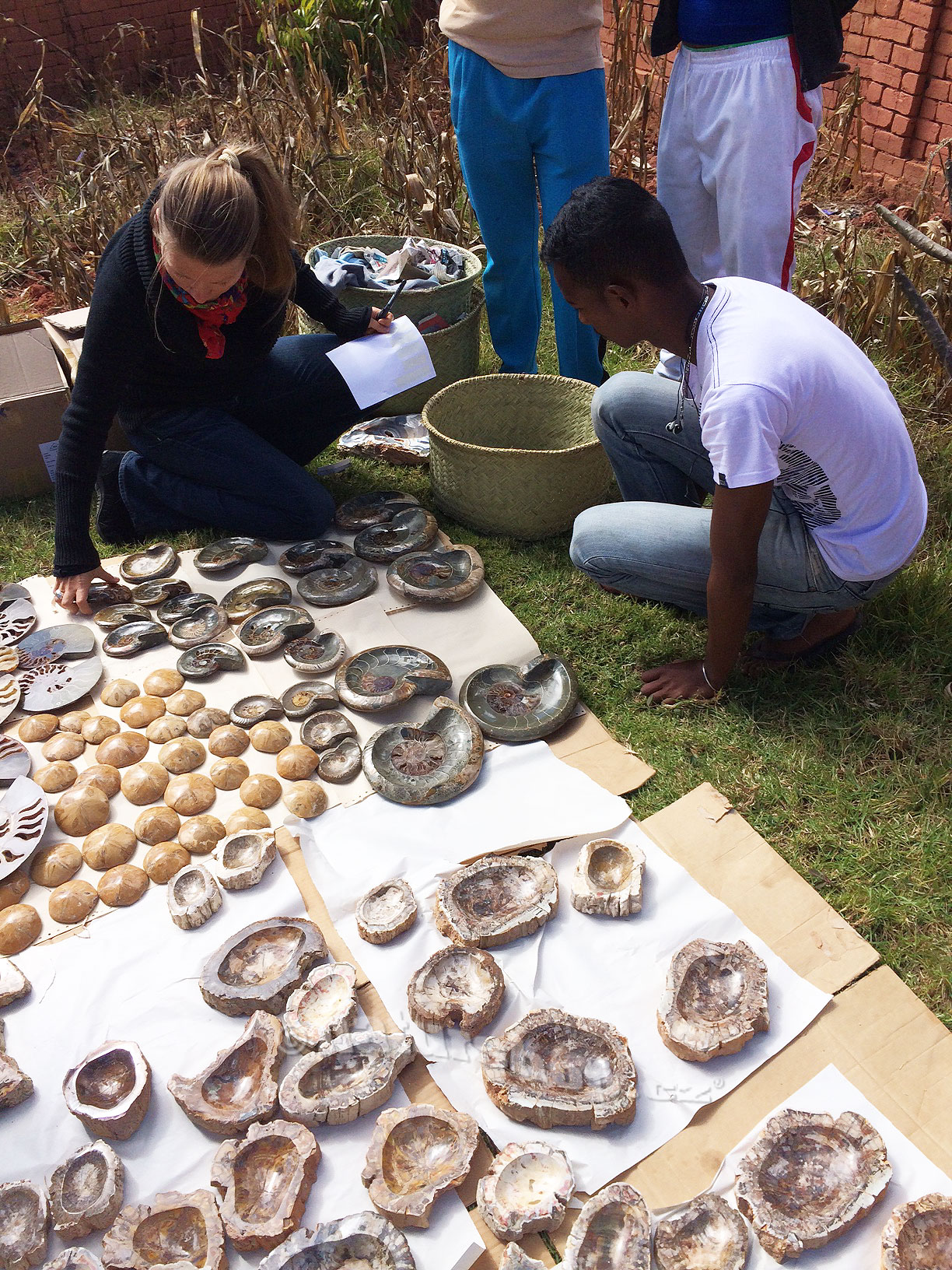 amoniti a misky ze zkamenělého dřeva Madagaskar